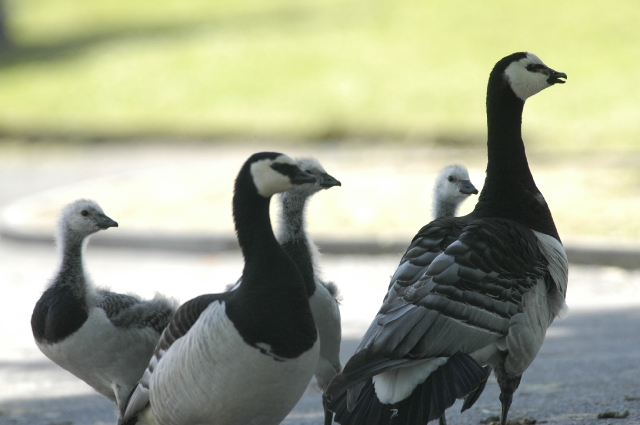 barnacle goose, barnacle geese-5.jpg - BARNACLE GEESE - BAFFINS POND, PORTSMOUTH - 17.6.08